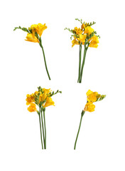 Aromatic yellow freesia flowers isolated on white, set