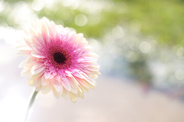 Colorful pink and white flower with a green and white bokeh blurred background.  This is a horizontal presentation.