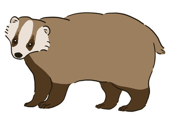 立ち止まるニホンアナグマのイラスト