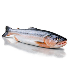 Obraz premium Fresh Raw Salmon Fish