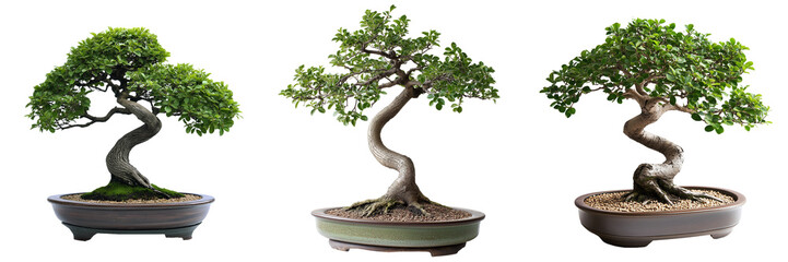 A bonsai tree with intricately twisted branches and a lush canopy of small green leaves, displayed in a traditional ceramic dish, isolated on a transparent background