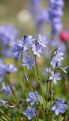 Fototapeta premium Delicate blue campanula flowers in full bloom against a soft spring background, wild, photography, floral