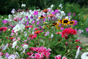 Fototapeta premium Soft focus of colorful godetia flowers blooming at a garden