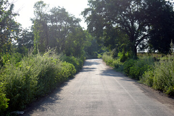 empty straight road through forest landscape