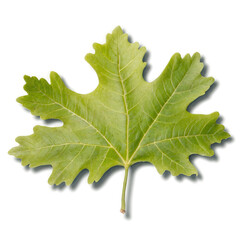 Fototapeta premium Green Leaf Close Up