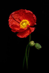 Bright Red Poppy Flower with Yellow Center on Black Background