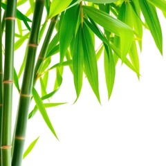 Naklejka premium Vibrant green bamboo leaves, sharp detail, clean white backdrop, bamboo, plant