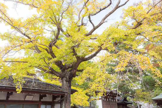 autumn yellow gingko tree and religious architecture in funabashi daijingu shinto shrine