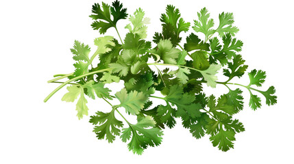 Obraz premium Fresh Cilantro Leaves: A vibrant and close-up shot of fresh cilantro leaves, showcasing their bright green color and intricate textures, perfect for culinary creations.