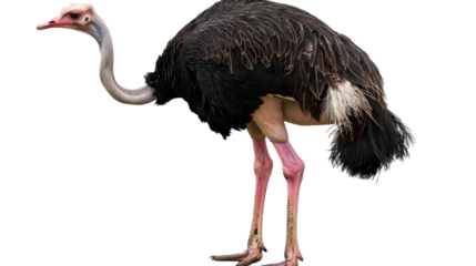 Ostrich Posing: A detailed portrayal of an ostrich, capturing its unique physique with close up, and highlighting its distinctive feathers and long neck