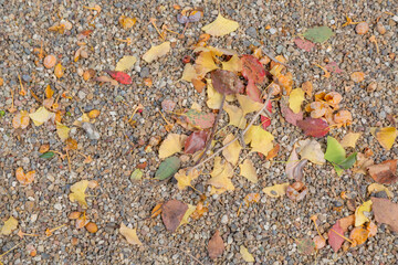 fallen autumn tree leaves on the ground in matsudo shrine