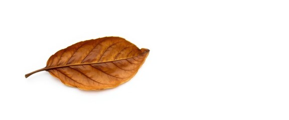 Single, wilted leaf isolated on pure white backdrop, element, yellow