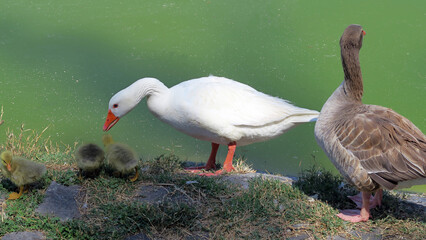Beautiful family of ducks on the lake