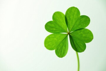 Close-up of four-leafed clover against a bright white background, close up, botanical, foliage
