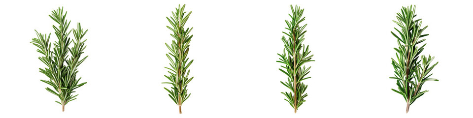 Naklejka premium Four sprigs of fresh rosemary culinary and aromatherapy herb, cooking ingredient