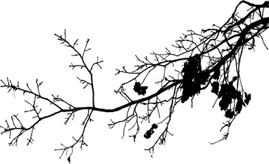 Vector illustration of natural oak tree branch with leaves