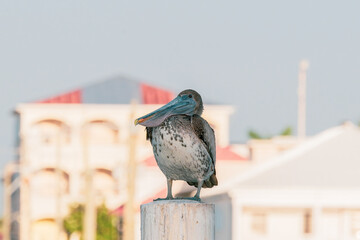 A young brown pelican relaxing at the top of a pillar, warming its body in the early morning sun at the coast of Caribbean sea