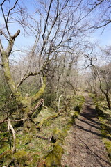 fine path through old trees and mossy rocks