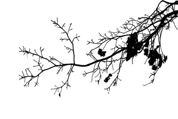 Black and white illustration of natural large old oak tree branch with leaves on white background
