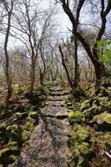 fine path through old trees and mossy rocks