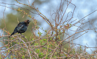 Brown-headed cowbird ruffles its feathers as it perches on a branch.