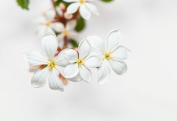 Obraz premium Delicate white jasmine blossoms, pristine petals against a pure white backdrop, bloom photography, soft
