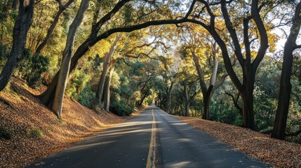 Obraz premium A forested road covered in autumn leaves, golden trees arching overhead --ar 16:9 --v 6.1 Job ID: aed3f869-46d1-49bb-ac83-d04b762bcb76