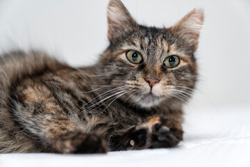 Pet portrait. beautiful kitten tabby cat with yellow eyes and an attentive look, cute kitten tabby cat sleeping, resting, relaxing, looking on top of a bed gray background. Pets friendly and care conc