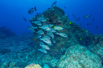 アジアコショウダイ　小笠原　東京都
