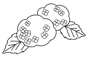Illustration material of hydrangeas . monochrome
