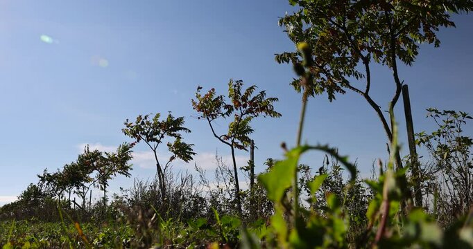young sumac trees growing on the shore of the field against the background of the blue sky, a row of sumac trees to fence the field and divide it into sections