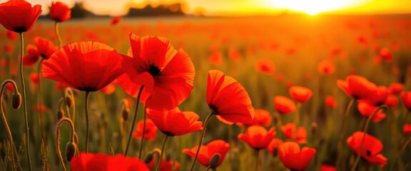 Obraz premium Vibrant red poppies swaying in a sun-drenched field at sunset, amazing, beauty, rural