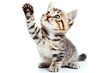 Obraz premium Curious Kitten Delight: Playful Feline Looking Up Against Pristine White Background