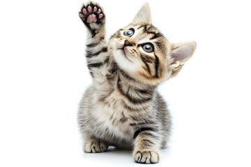 Curious Kitten Delight: Playful Feline Looking Up Against Pristine White Background