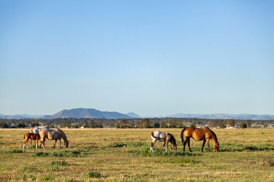 Herd of horses on appaloosa stud farm in afternoon light