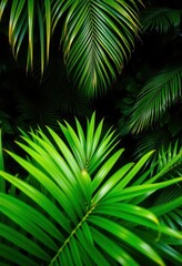Lush green palm leaves against a deep, shadowy jungle backdrop, shadow, background, leaves