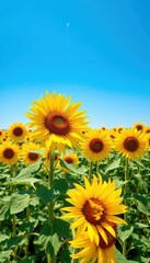 Fototapeta premium Vibrant yellow sunflowers in a vast field under a clear blue sky, sunlight, summer, design