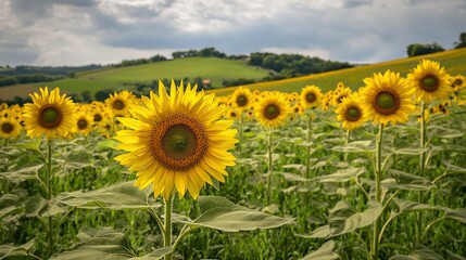 Sunflowers create a fascinating scene. Vibrant yellow petals and green foliage stand out, and the hills in the distance are softly focused. Captures the beauty, warmth, calmness and serenity of nature