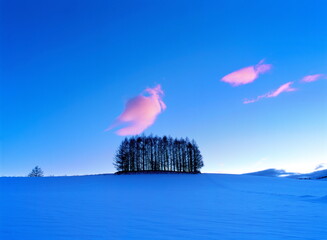 カラマツ林に浮かぶ夕焼け雲（美瑛町）