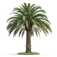 palm tree on white background