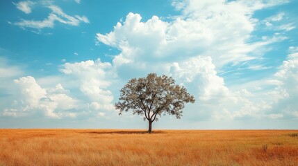 Fototapeta premium Single tree in a field under a blue sky with white clouds.