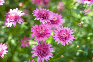Bracteantha, or strawflower, is a vibrant, long-lasting bloom known for its papery petals and...