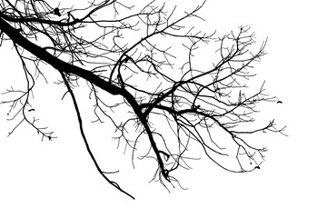 Black and white illustration of natural large old oak tree branch with leaves on white background © Валерий Плотников