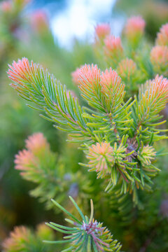 Woolly bush foliage green with pink tips