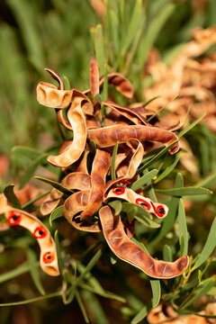 acacia cyclops seedpods open showing bright seeds
