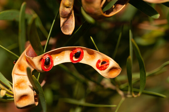 Acacia Cyclops red eyed wattle seed pods