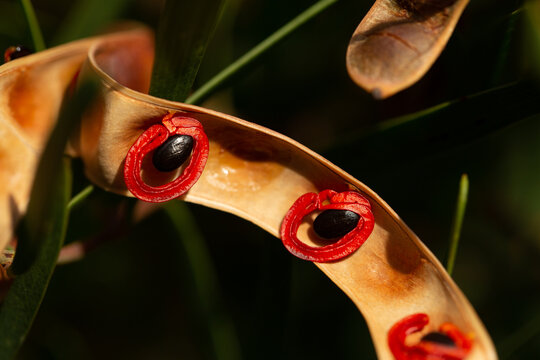 Acacia Cyclops red eyed wattle seed pods