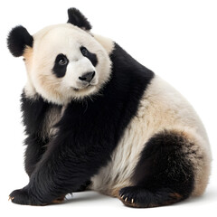 Fototapeta premium Giant panda bear sitting in beautiful pose