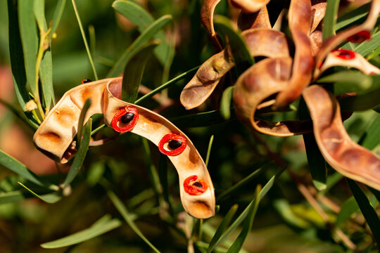 Acacia Cyclops red eyed wattle seed pods