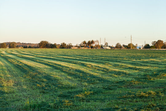 Windrows of lucerne paddock in afternoon light